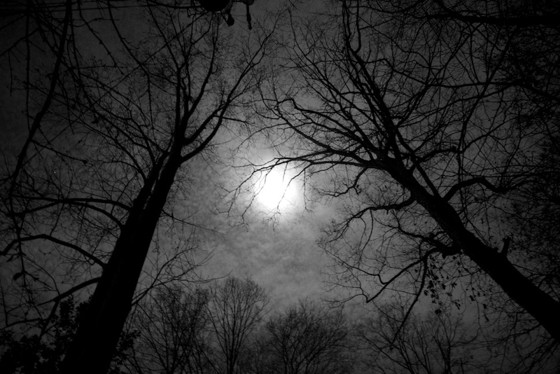 Illustration for article titled 27 Photos Of Barenaked Trees
